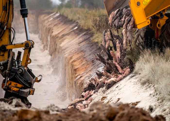 visones-zombies dinamarca