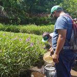 MARENA e INAFOR harán campaña ambiental para celebrar la Purísima nicaragua