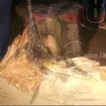 Managua: Pobladores encuentran lagarto en un sumidero nicaragua