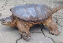 Taxista libera a una Tortuga Lagarto nicaragua
