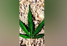 ¿Que sucederia si le dieras marihuana a tu abuelo? que sucederia