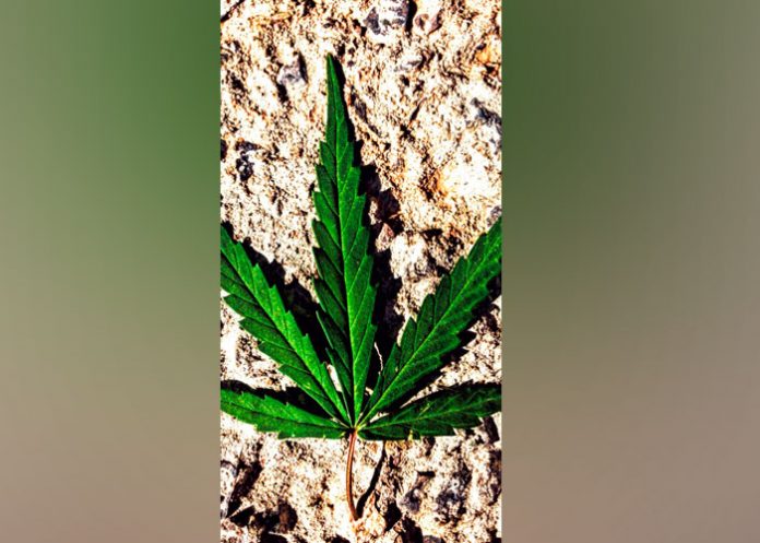 web-noche que sucederia