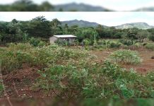 Boaco: Mefcca implementa el Programa Patio Saludable en Teustepe nicaragua