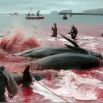 Realizan matanza tradicional de ballenas en Dinamarca, Fuertes imágenes dinamarca