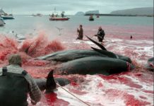 Realizan matanza tradicional de ballenas en Dinamarca, Fuertes imágenes dinamarca