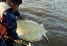 Fuerza Naval devuelve a su hábitat natural a tortugas en la Laguna de Perlas nicaragua