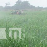 Aumenta en Nicaragua producción de azúcar hasta 17 millones de quintales nicaragua