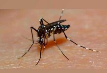 Descubren una canción que ahuyenta al mosquito de dengue y zika descubren