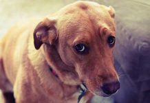 Insólito: Hombre abusaba de su perrito; murió por laceraciones en el pito espana