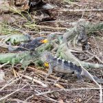 Zoocriadero «La Florida», emprendimiento comprometido con la naturaleza nicaragua