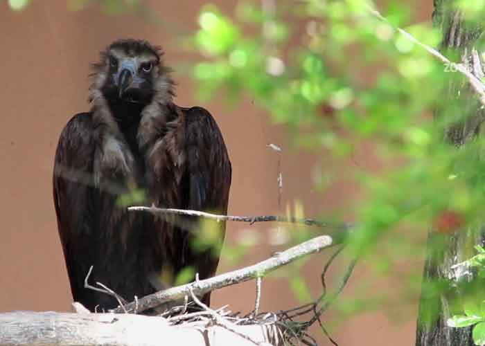 zoologico-virus-del-nilo