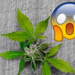 La marihuana afecta el ADN de los espermatozoides ciencia