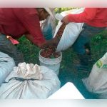 Café promete compensar bajas divisas por remesas