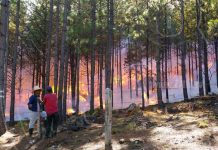 Incendio forestal arrasa con bosque de Pino en Estelí