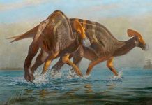 Paleontólogos mexicanos identifican nueva especie de dinosaurio ciencia, mexico, descubrimiento, dinosaurio, nueva especie