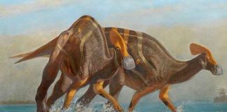 ciencia, mexico, descubrimiento, dinosaurio, nueva especie