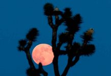 ciencia, eclipse lunar, fenomeno astronomico, observacion, superluna
