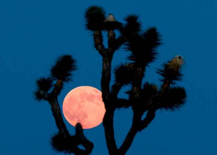 ciencia, eclipse lunar, fenomeno astronomico, observacion, superluna