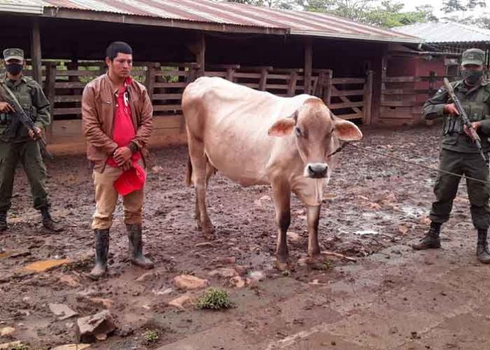 1 nicaragua, chontales, semovientes,