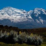 ciencia, descubrimiento, algas, nuevas especies, glaciares