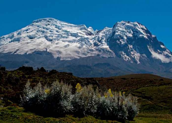ciencia, descubrimiento, algas, nuevas especies, glaciares