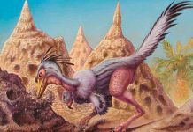 Examinan restos de dinosaurio y descubren que fue un depredador nocturno ciencia, dinosaurio, depredador, Shuvuuia deserti,