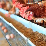 nicaragua, huevo, pollo, avance, plan nacional de produccion