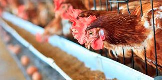 nicaragua, huevo, pollo, avance, plan nacional de produccion