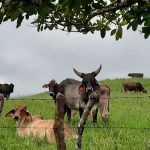 Organización Mundial de Sanidad Animal, ratifica estatus sanitario de Nicaragua nicaragua, gobierno, 88va sesion general, oie, sanidad animal