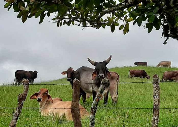 nicaragua, gobierno, 88va sesion general, oie, sanidad animal