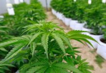 España: Desmantelan una red internacional que usaba almacenes para cultivar marihuana