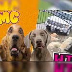 Video Viral: Graba en secreto a su cartero y lo descubre haciéndole esto a sus cinco perros