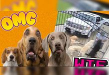 Video Viral: Graba en secreto a su cartero y lo descubre haciéndole esto a sus cinco perros