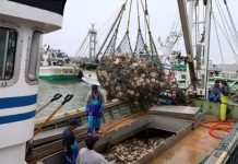 Uno de los puertos más ricos de Japón no encuentra trabajadores