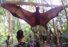 Capturan murciélago gigante de casi dos metros en Filipinas