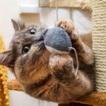 Hoy se conmemora el Día Internacional del Gato