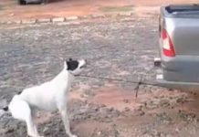 Piden justicia para Tyson, un perro que fue arrastrado hasta morir