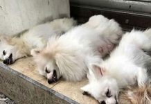 El terrible drama de los perros enmudecidos