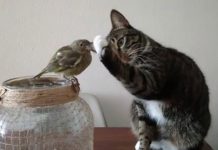 Mirá lo que hace este gatito con un pequeño pájaro