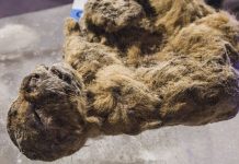 Ternura prehistórica: Intentarán clonar un cachorro de león hallado en Siberia