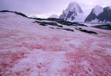 Nieve sangrienta: el fenómeno que asusta a la humanidad