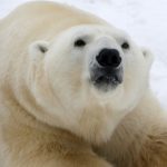 Desgarradora muerte de un oso polar desnutrido a causa del cambio climático