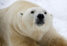 Desgarradora muerte de un oso polar desnutrido a causa del cambio climático