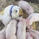 El tierno caso de una perra que adoptó y amamantó a unos cerditos huérfanos