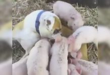 El tierno caso de una perra que adoptó y amamantó a unos cerditos huérfanos