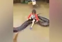 Un niño de tres años se sube al lomo de una pitón gigante