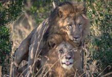 Kenia está escandalizada por una pareja de leones gay