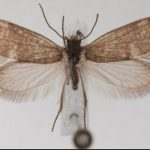 Cómo eran las mariposas hace 200 millones de años