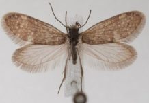 Cómo eran las mariposas hace 200 millones de años