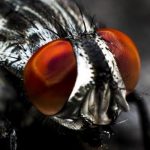 Las moscas son muy perjudiciales para la salud